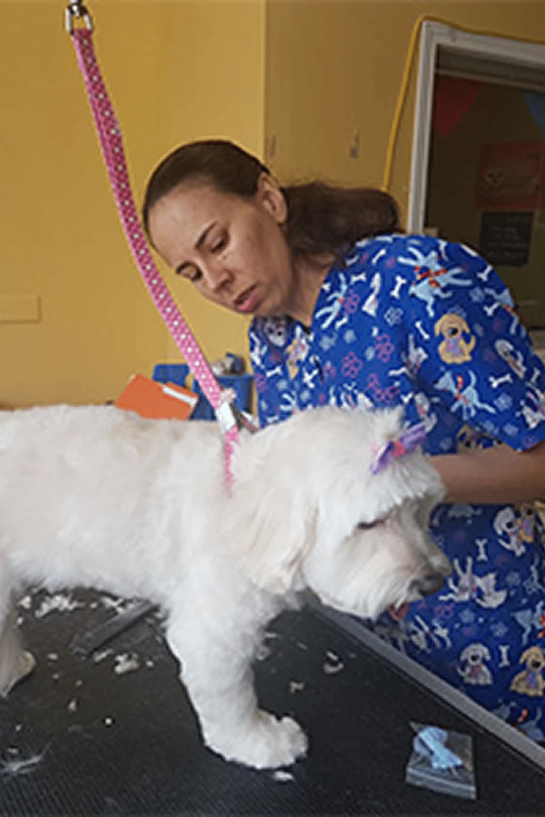 Gallery Amazing Pet Grooming