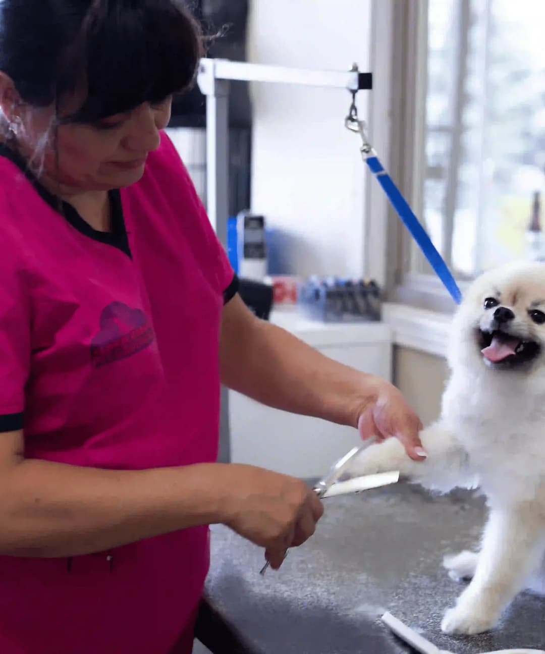 Gallery Amazing Pet Grooming