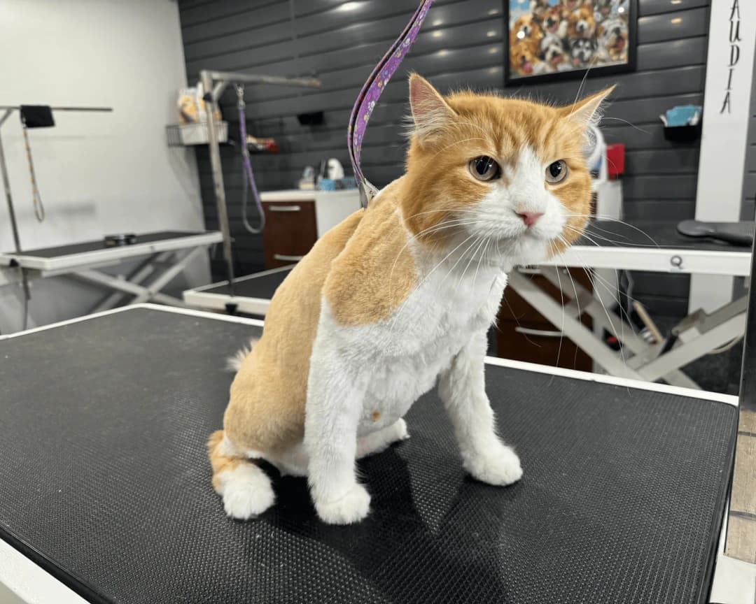 Gallery Amazing Pet Grooming