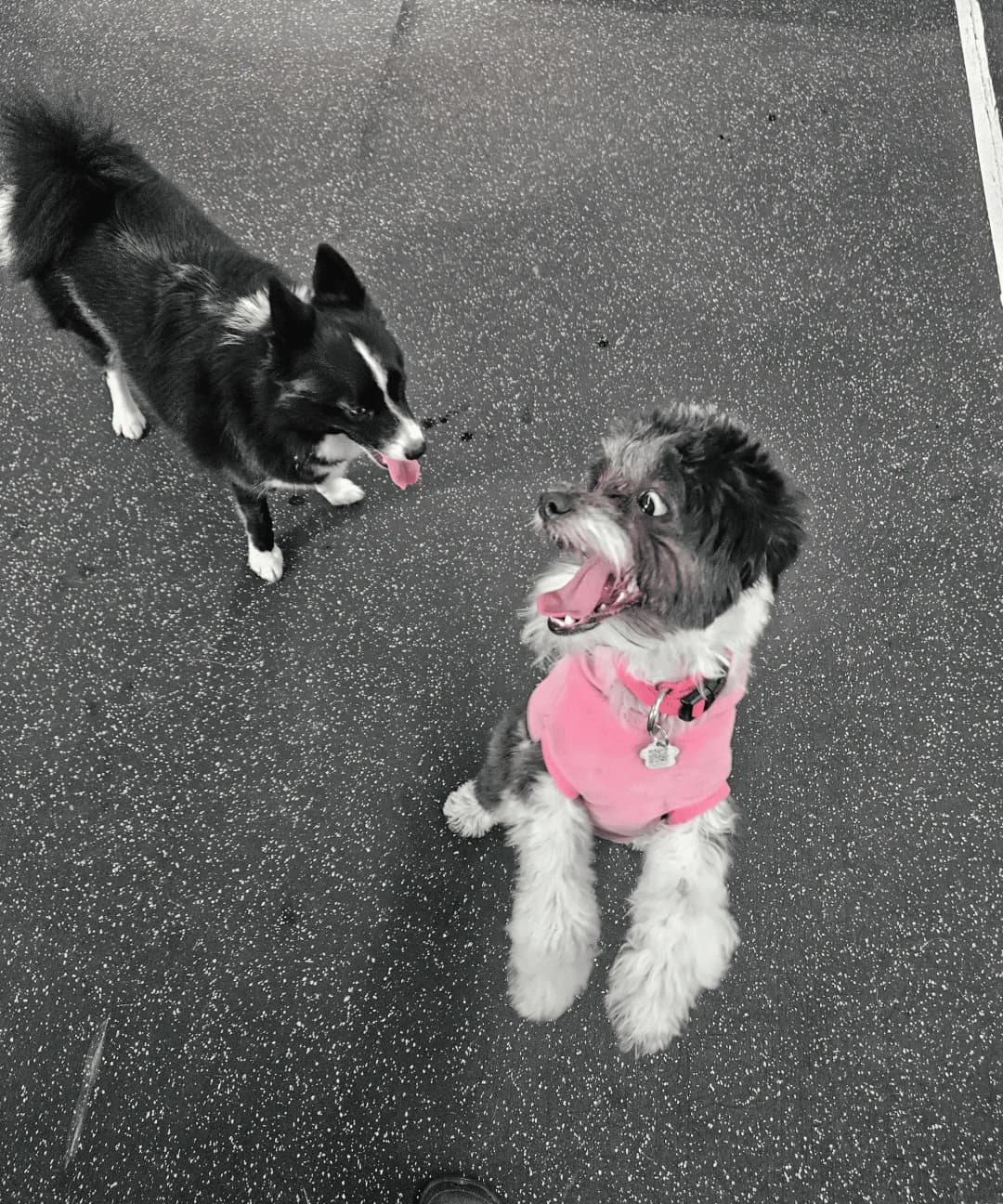 Gallery Amazing Pet Grooming
