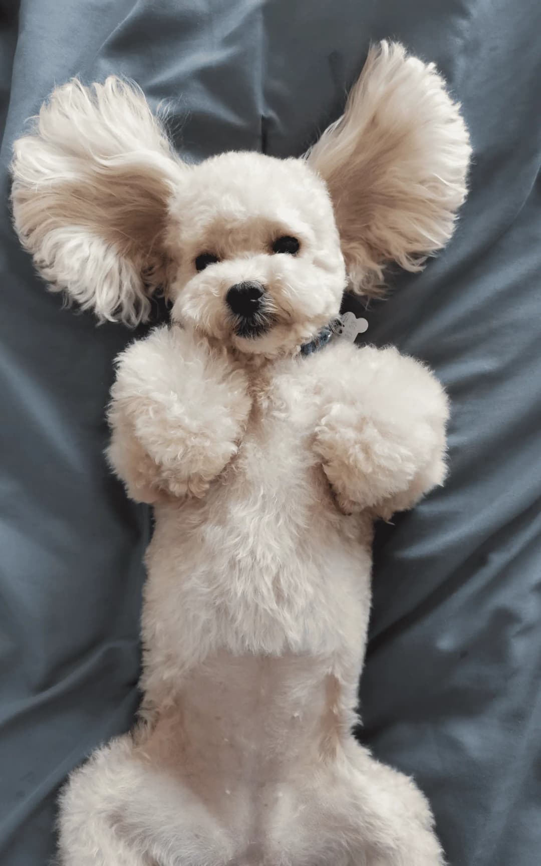 Gallery Amazing Pet Grooming