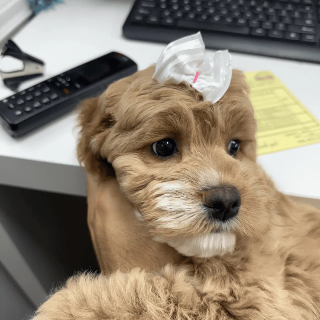 Gallery Amazing Pet Grooming