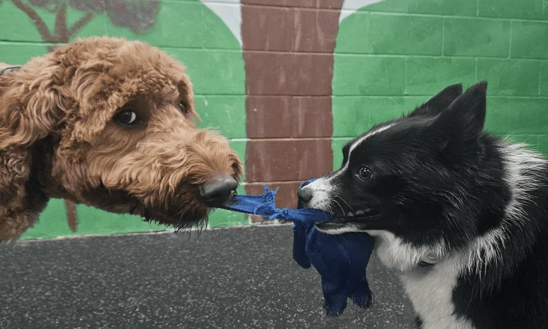 Gallery Amazing Pet Grooming