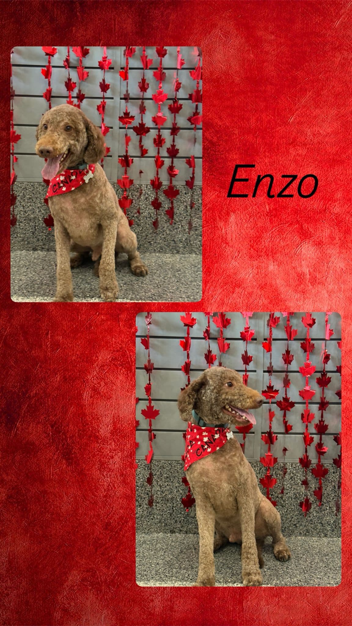 Gallery Amazing Pet Grooming