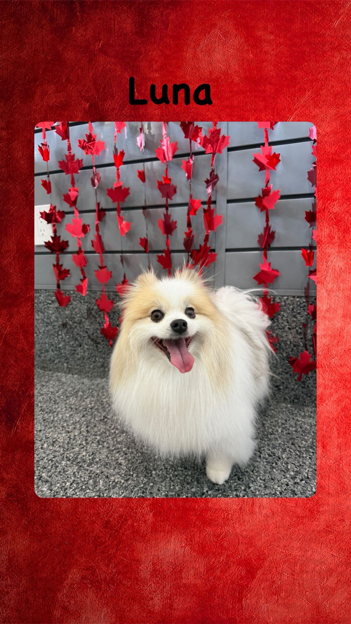 Gallery Amazing Pet Grooming